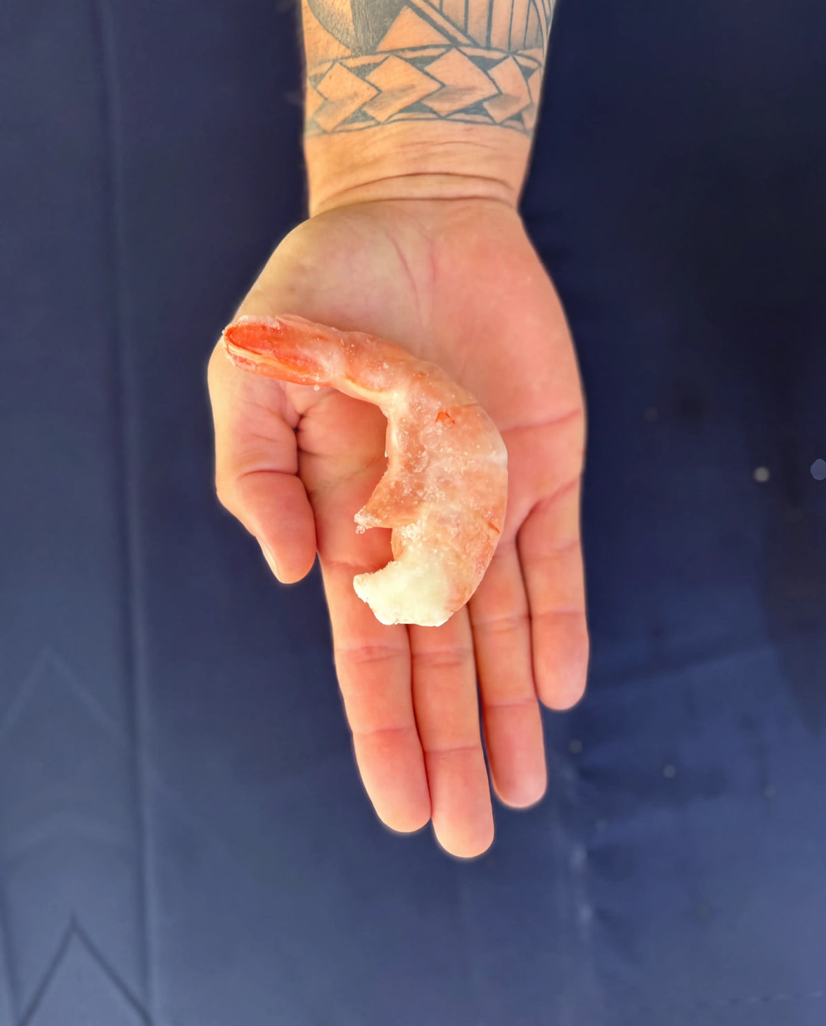 Garnelenkönig Argentinische Rotgarnele 8/12 Easy Peel – Größenvergleich in der Hand